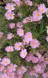 Cistus_skanbergii