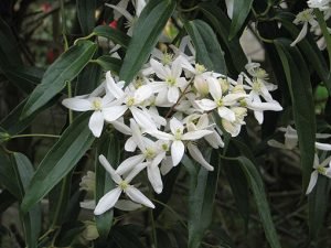 Clematis_armandii_fleurs