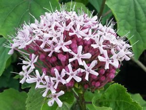 Clerodendron_bungei