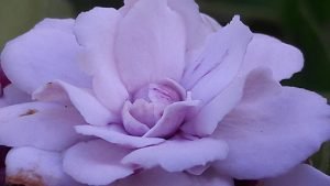 Clerodendron_fragrans