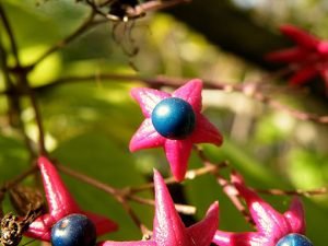 Clerodendrum_trichotomum_