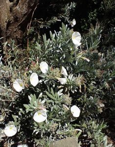 Convolvulus_cneorum