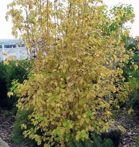 Cornus_sanguinea_Midwinter