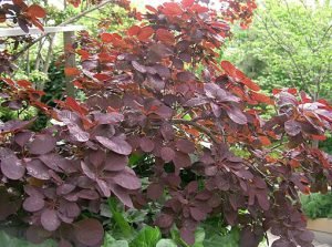 Cotinus_coggygria_Royal_Purple