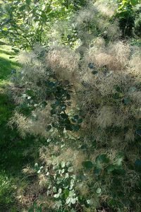 Cotinus_coggygria_'Young_Lady'