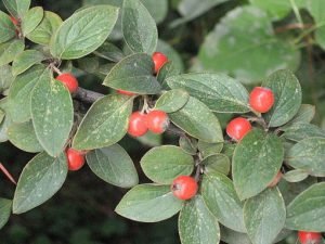 Cotoneaster_franchetii