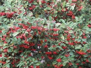 Cotoneaster_lacteus