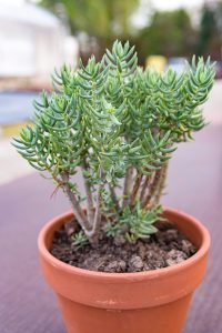 Crassula-Tetragona