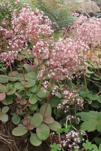 Crassula_multicava