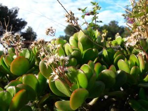 Crassula_ovata