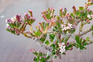 Crassula_ovata_Gollum