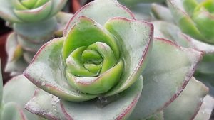 Crassula_perforata