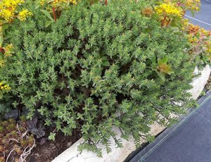 Crassula_sarcocaulis