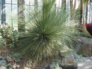 Dasylirion_longissimum