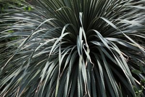 Dasylirion_glaucophyllum_1