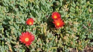 Delosperma_orange