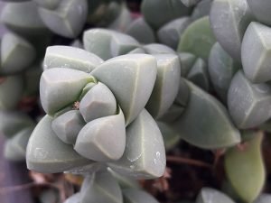Delsperma_lehmannii