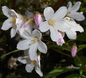 Deutzia_x_rosea_'Carminea'