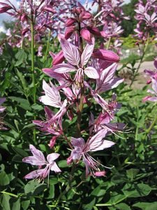 Dictamnus_albus_purpureus