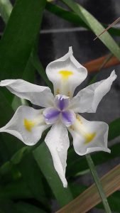 Dietes_grandiflora