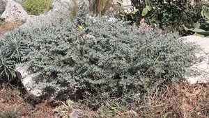 Dorycnium_hirsutum
