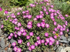 Drosanthemum_hispidum