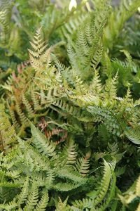 Dryopteris_erythrosora