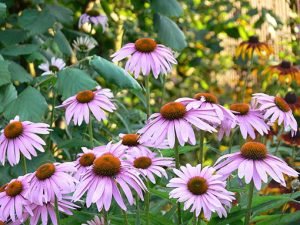 Echinacea_angustifolia