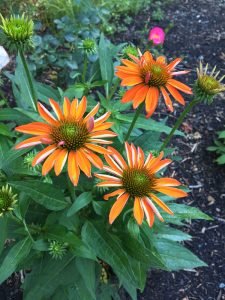 Echinacea_sombrero_orange