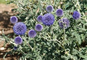 Echinops_ritro
