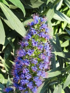 Echium_fastuosum