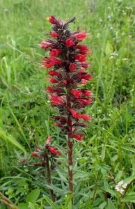 Echium_russicum