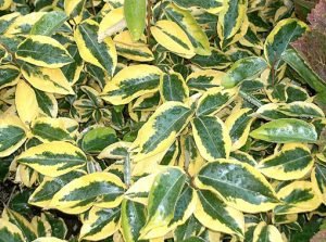 Elaeagnus_X_ebbingei_Gilt_Edge