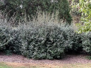 Elaeagnus_x_ebbingei