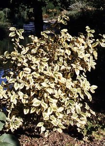Eleagnus-x-ebbingei_Limelight_