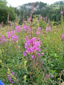 Epilobium_angustifolium