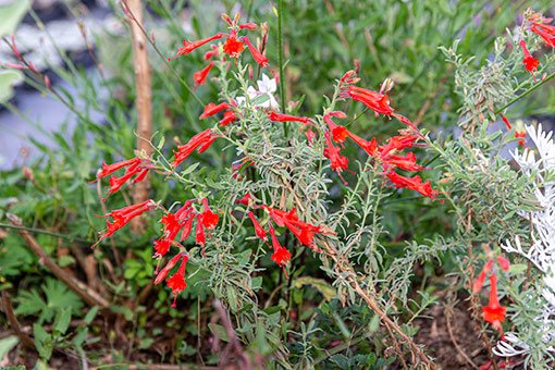 Fleurs rouge orangé d’Epilobium canum