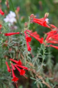 Epilobium_canum_Zauchneria_californicum_fleurs
