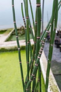 Equisetum_hyemale
