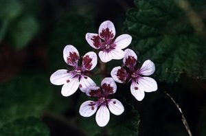 Erodium-pelargonifolium