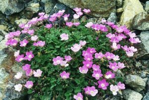Erodium_bishop_form