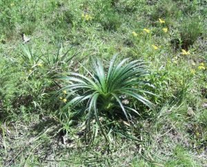 Eryngium_horridum