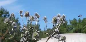 Eryngium_planum