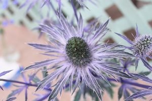 Eryngium_planum_'Blue_Glitter'