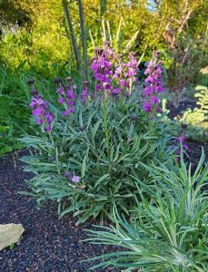 Erysimum_bowles_mauve