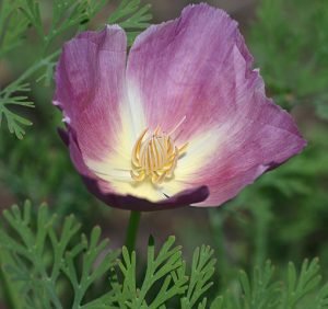 Eschscholzia_californica_'Purple_Gleam'