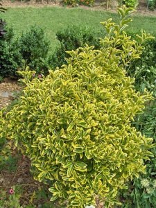 Euonymus_japonicus_aureomarginatus