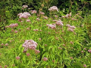 Eupatorium_cannabinum