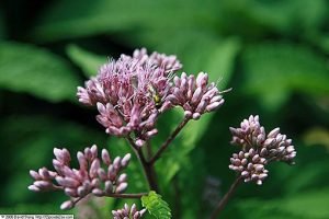 Eupatorium_maculatum_Atropurpureum