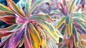 Euphorbia_Ascot_Rainbow_pepiniere